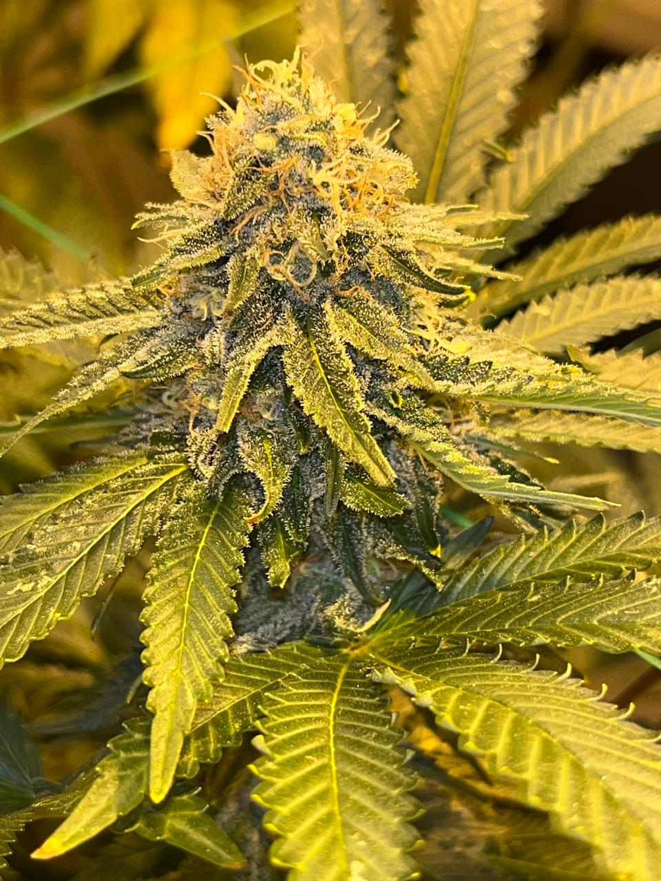 Velvet Moon (Indica-Dominant Hybrid)