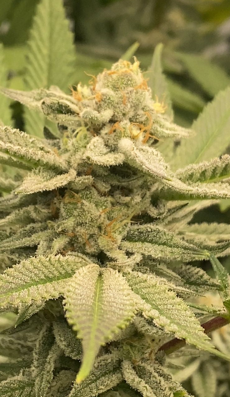 Close-up of a cannabis plant with green leaves and visible buds.