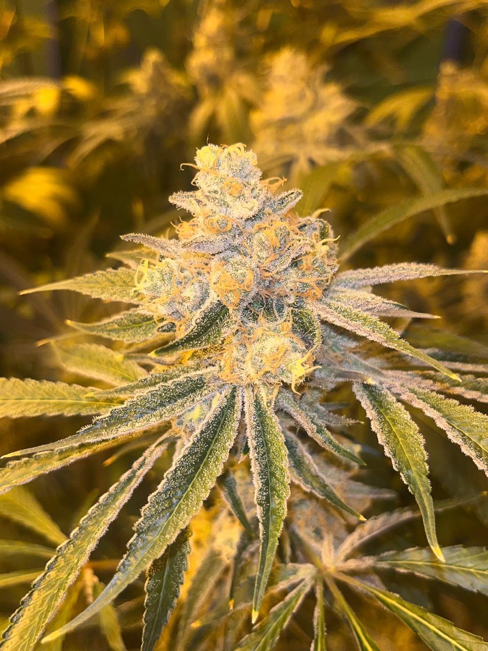 HYDRO-Jamaican Wedding